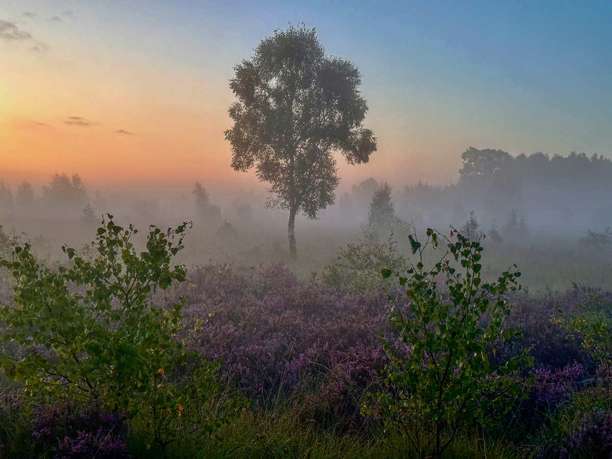 Misty Daybreak